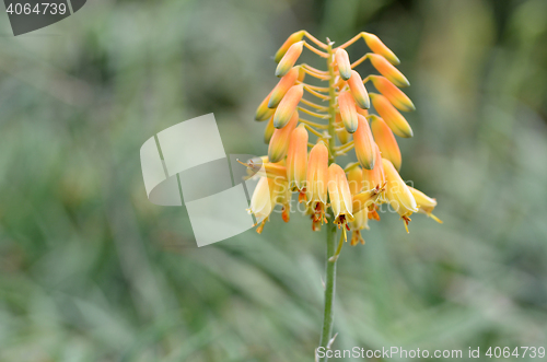 Image of Yellow Succulent flower