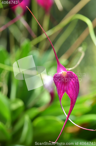 Image of Purple orchid on green leaf blurry background