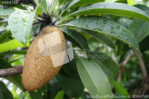 Image of Sapodilla fruit on tree