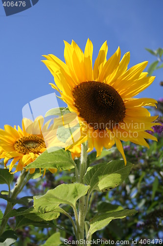 Image of Sunflower