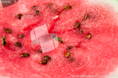Image of Wasp on melon