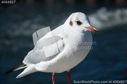 Image of Close-Up of a Seagull