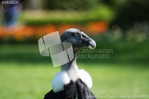 Image of Andean condor (Vultur gryphus)