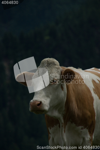 Image of Cow at the Nock Alp, Austria