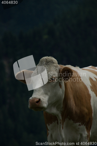 Image of Cow at the Nock Alp, Austria
