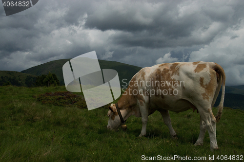 Image of Cow at the Nock Alp, Austria