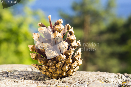 Image of Pine cone on nature