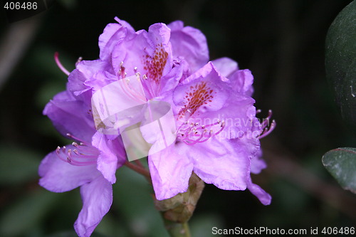 Image of Rhododendron