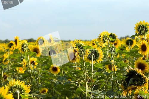 Image of The sunflower field