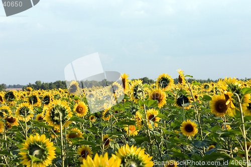 Image of The sunflower field