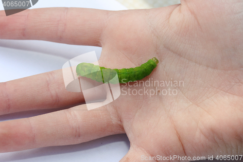 Image of  green caterpillar 