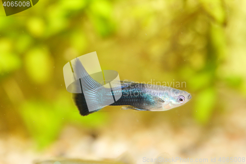 Image of Guppy   (Poecilia reticulata) 