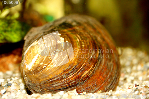 Image of mussel  (Anodontinae) 