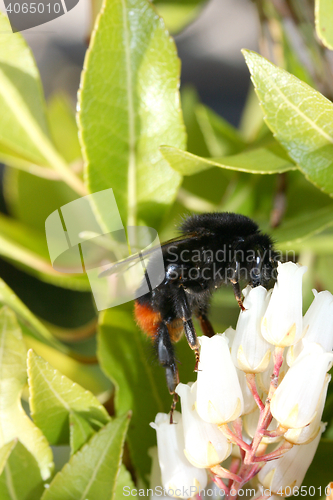 Image of Bumblebee   (Bombus) 