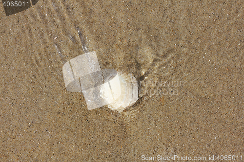 Image of Seashell 