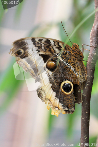 Image of forest giant owl   (caligo eurilochus) 