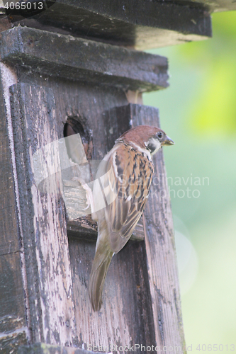 Image of Tree Sparrow   (Passer montanus) 