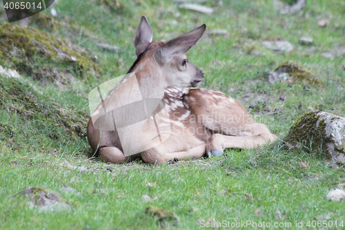 Image of Deer calf 