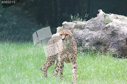 Image of Cheetah  (Acinonyx jubatus) 