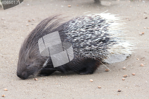 Image of Porcupine   (Hystricidae) 