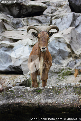 Image of  Barbary sheep  (Ammotragus lervia) 