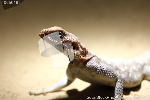 Image of  Red-headed agama   (Agama agama) 