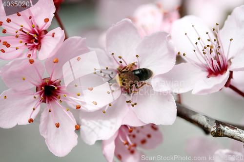 Image of Pink flower 