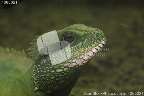 Image of  Chinese Water Dragon  (Physignathus cocincinus) 