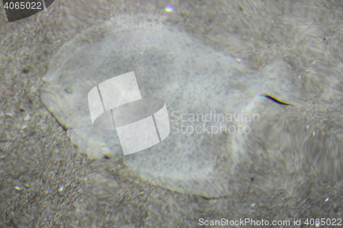 Image of Flatfish    (Pleuronectiformes) 