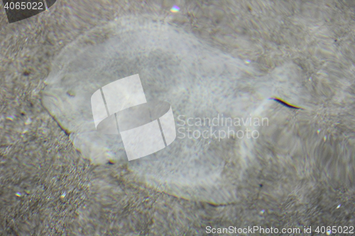 Image of Flatfish    (Pleuronectiformes) 