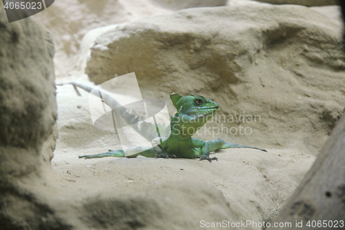 Image of Plumed Basiisk   (Basiliscus plumifrons) 