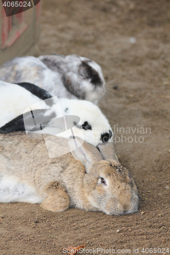 Image of  Domestic rabbits    (Oryctolagus cuniculus forma domestica) 