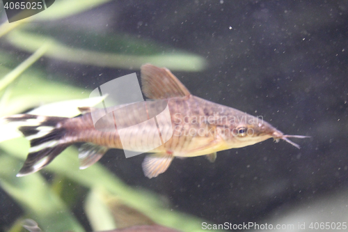 Image of  Flagtail catfish (Dianema urostriatum) 