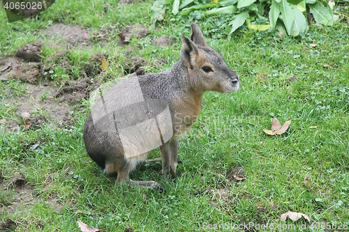 Image of Great Mara  (Dolichotis patagonum) 