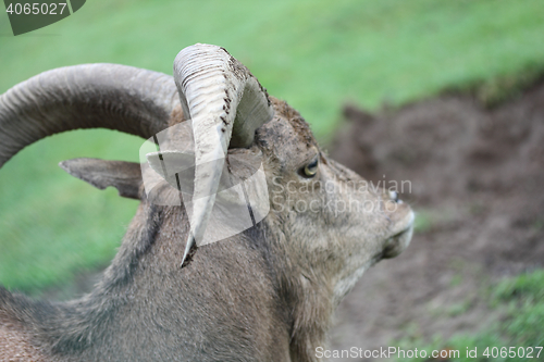 Image of  Barbary sheep  (Ammotragus lervia) 