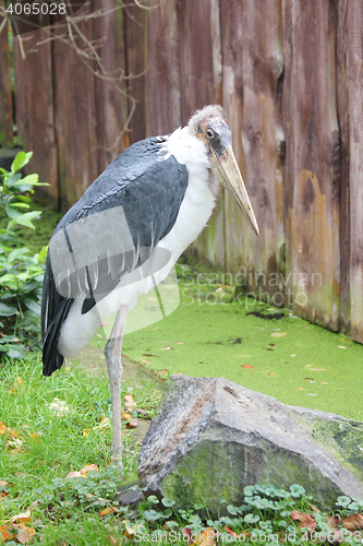 Image of  African Marabu  (Leptoptilos crumeniferus) 