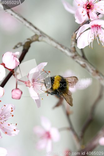 Image of bumblebee  (Bombus) 