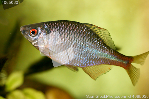 Image of Fish cyprinidae  (Rhodeus amarus) 