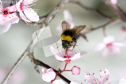 Image of  bumblebee  (Bombus) 