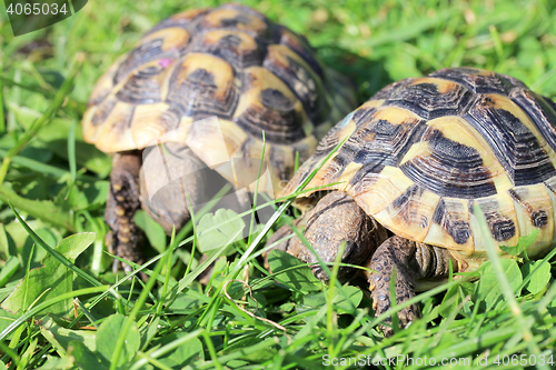 Image of Hermann's tortoise  (Testudo hermanni boettgeri)  