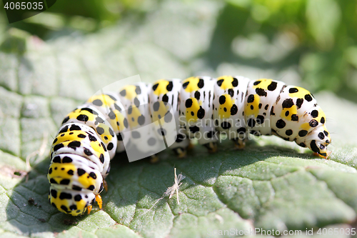 Image of Caterpillar mullein moth   (Shargacucullia verbasci) 