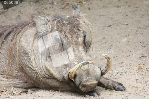 Image of Warthog   (Phacochoerus africanus) 