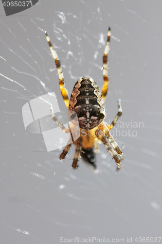 Image of Spider  (Araneus diadematus) 