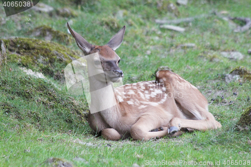 Image of deer calf 