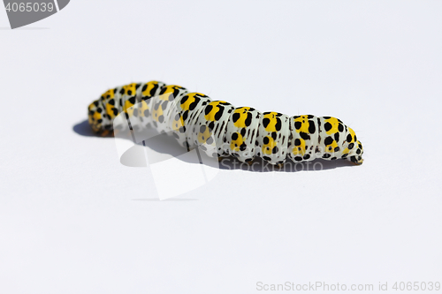 Image of  Caterpillar mullein moth   (Shargacucullia verbasci) 