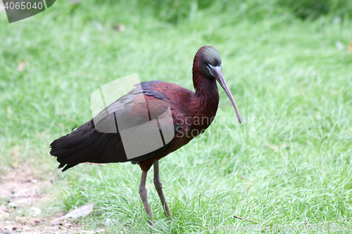 Image of   brown glossy ibis   (Plegadis falcinellus) 