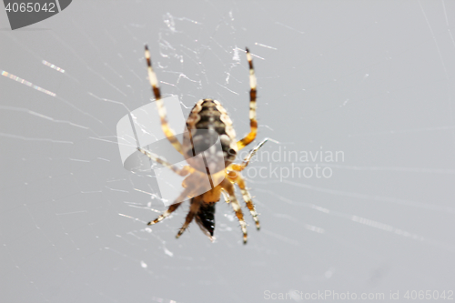 Image of   Spider  (Araneus diadematus) 