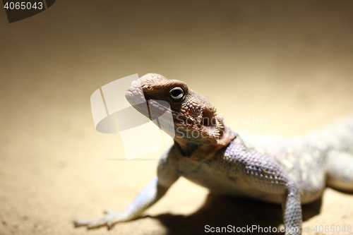 Image of Lizard 