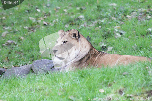 Image of Lion (Panthera leo) 