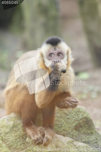 Image of Tufted capuchin   (Sapajus apella) 